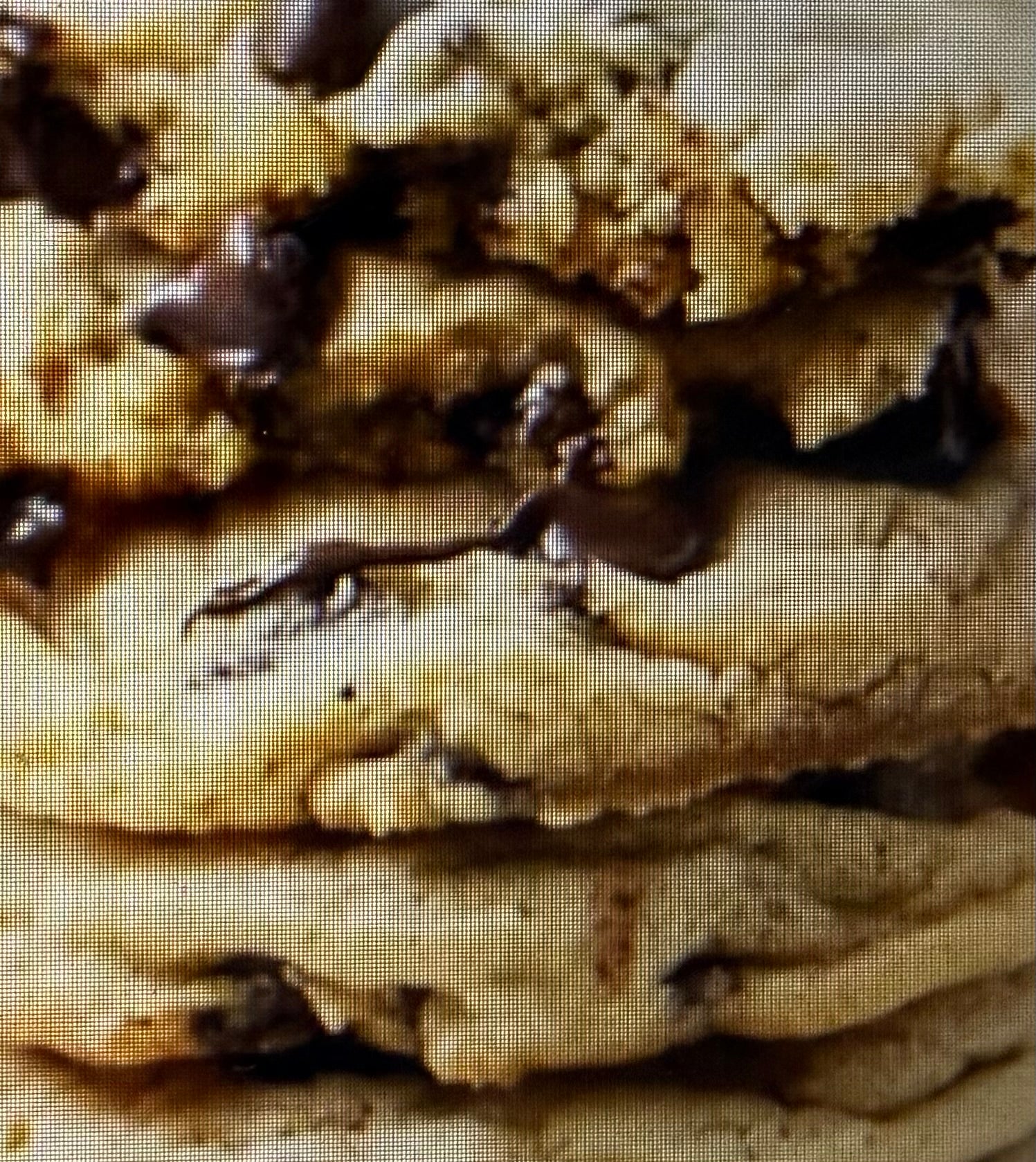 THE CLASSIC CHOCOLATE CHIP WALNUT COOKIE [RICH & FAMOUS WITH NO PAPARAZZI]